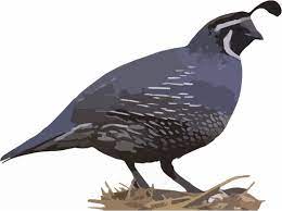 California State Bird - Quail